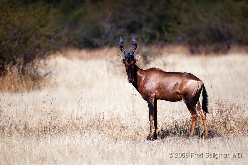 20090611_110401 D300 X1.jpg - The Tsessebe is a type of antelope seen at Etosha National Park, Namibia